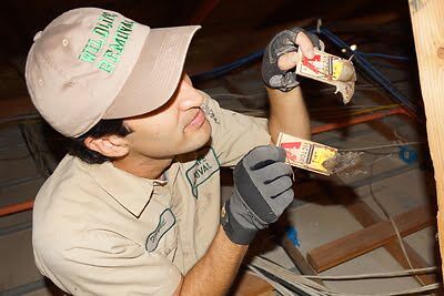mouse trapping